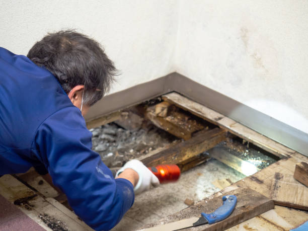 Best Crawl Space Mold Remediation in Sisco Heights, WA