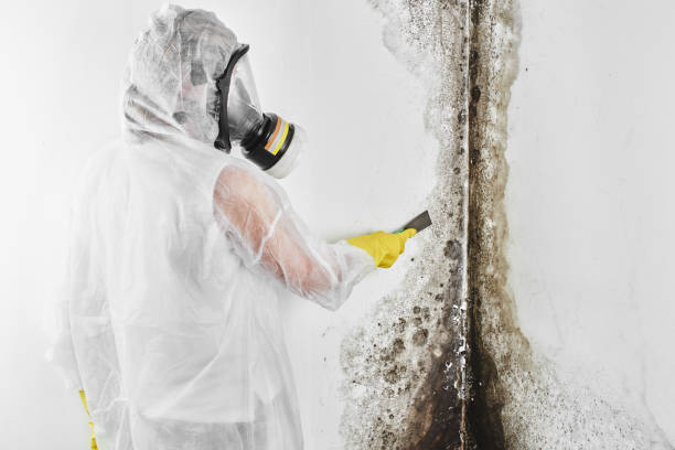 Best Attic Mold Remediation in Sisco Heights, WA