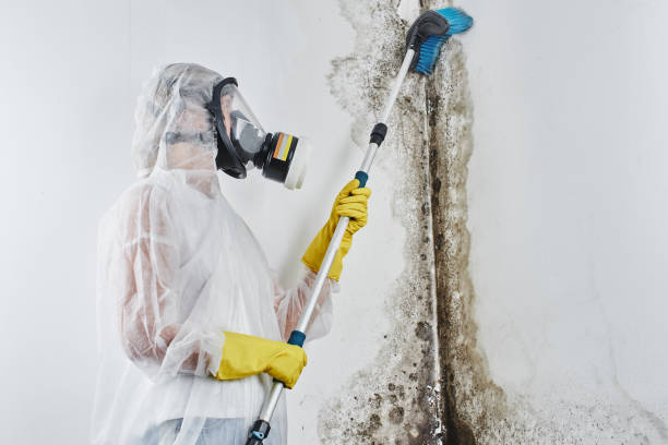 Best Commercial Mold Remediation in Sisco Heights, WA