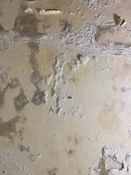 Best Post-Flood Mold Remediation in Sisco Heights, WA