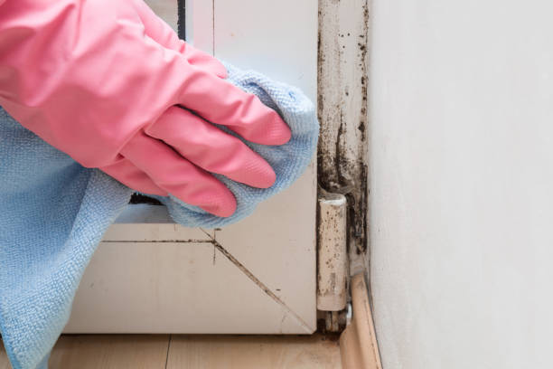 Best Bathroom Mold Remediation in Sisco Heights, WA